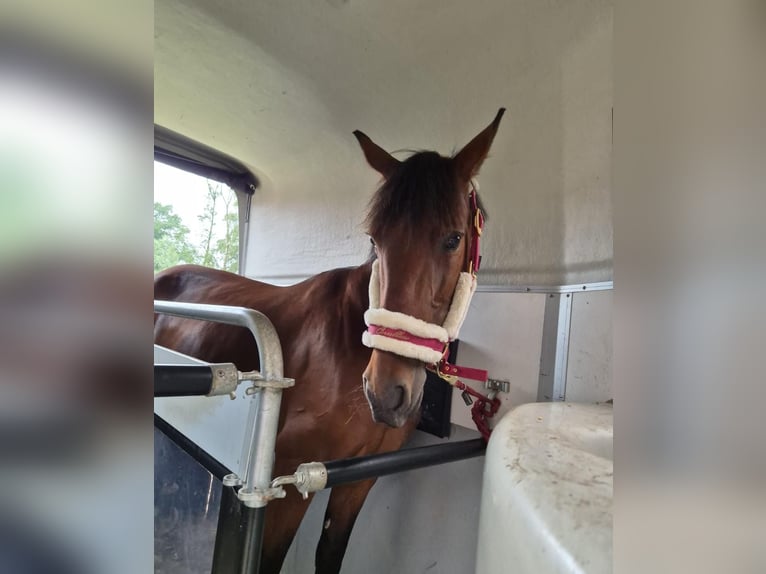 Irish Sport Horse Stute 9 Jahre 155 cm Brauner in Weener