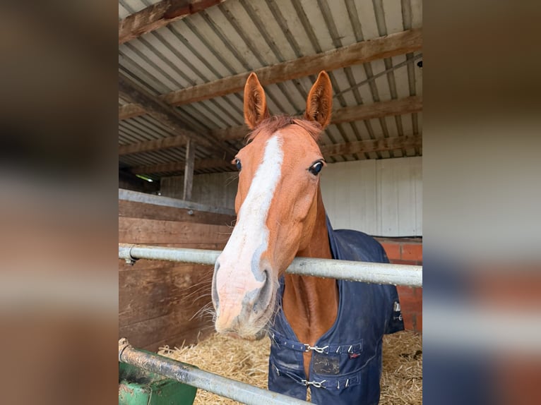 Irish Sport Horse Stute 9 Jahre 155 cm Fuchs in Heiligenhaus