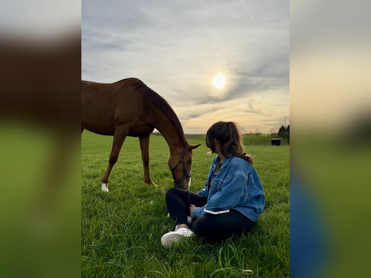 Irish Sport Horse Stute 9 Jahre 155 cm Fuchs in Heiligenhaus