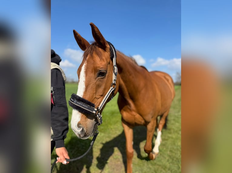 Irish Sport Horse Stute 9 Jahre 155 cm Fuchs in Heiligenhaus