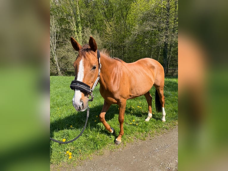 Irish Sport Horse Stute 9 Jahre 155 cm Fuchs in Heiligenhaus