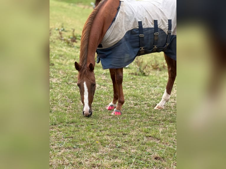 Irish Sport Horse Stute 9 Jahre 155 cm Fuchs in HeiligenhausHeiligenhaus