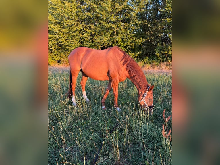Irish Sport Horse Stute 9 Jahre 155 cm Fuchs in HeiligenhausHeiligenhaus