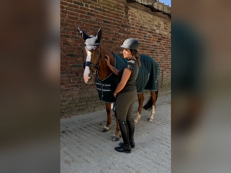 Irish Sport Horse Stute 9 Jahre 155 cm Fuchs in HeiligenhausHeiligenhaus