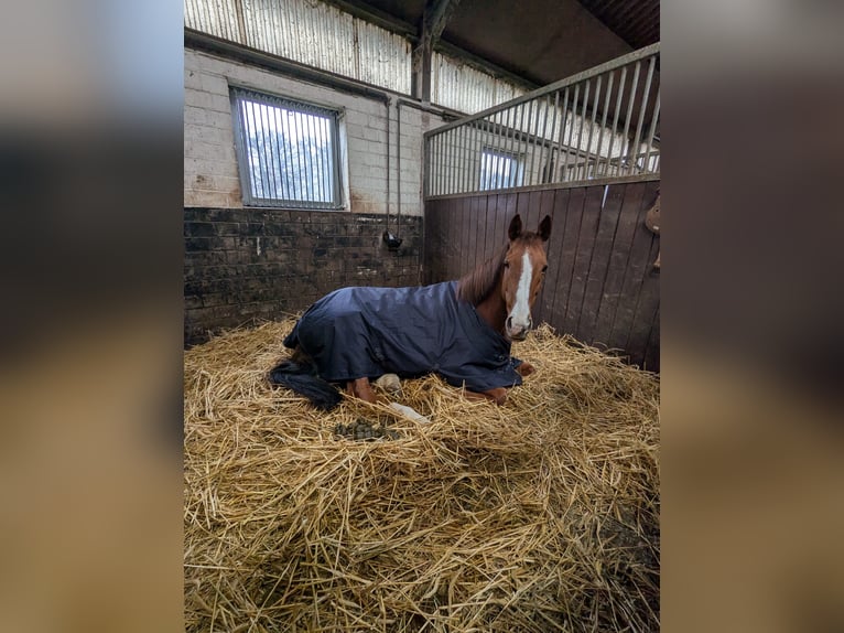 Irish Sport Horse Stute 9 Jahre 155 cm Fuchs in Ratingen