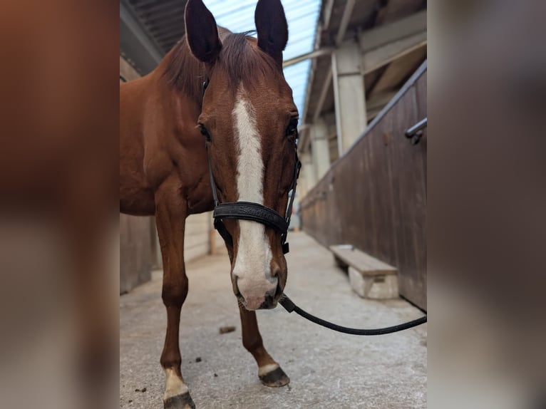 Irish Sport Horse Stute 9 Jahre 155 cm Fuchs in Ratingen