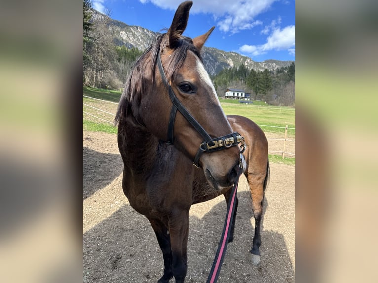 Irish Sport Horse Stute 9 Jahre 157 cm Dunkelbrauner in Hermagor