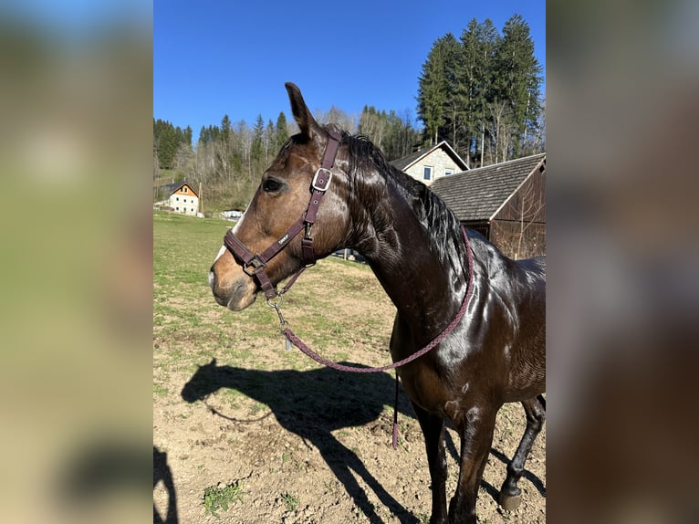 Irish Sport Horse Stute 9 Jahre 157 cm Dunkelbrauner in Hermagor
