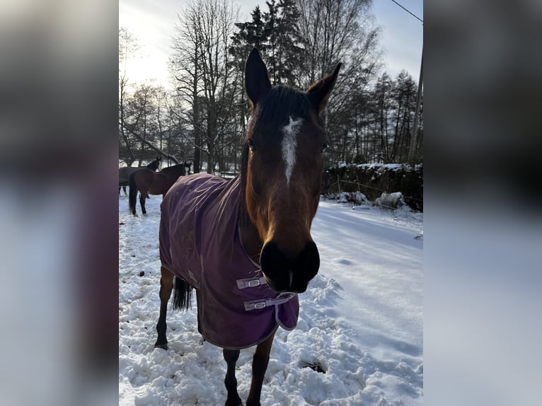 Irish Sport Horse Stute 9 Jahre 158 cm Brauner in Kirtorf