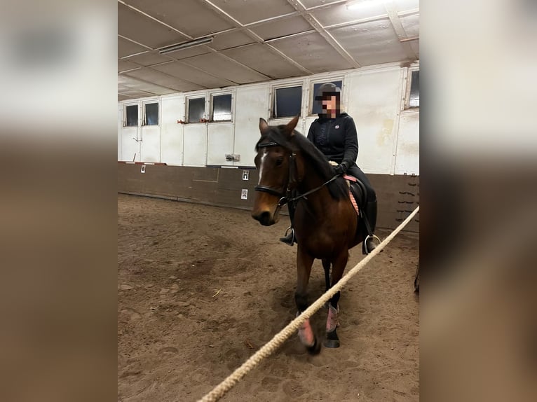 Irish Sport Horse Stute 9 Jahre 158 cm Brauner in Kirtorf