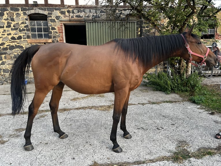 Irish Sport Horse Stute 9 Jahre 158 cm Brauner in Kirtorf