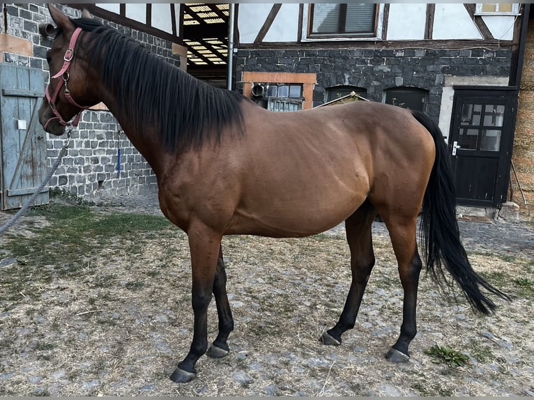 Irish Sport Horse Stute 9 Jahre 158 cm Brauner in Kirtorf