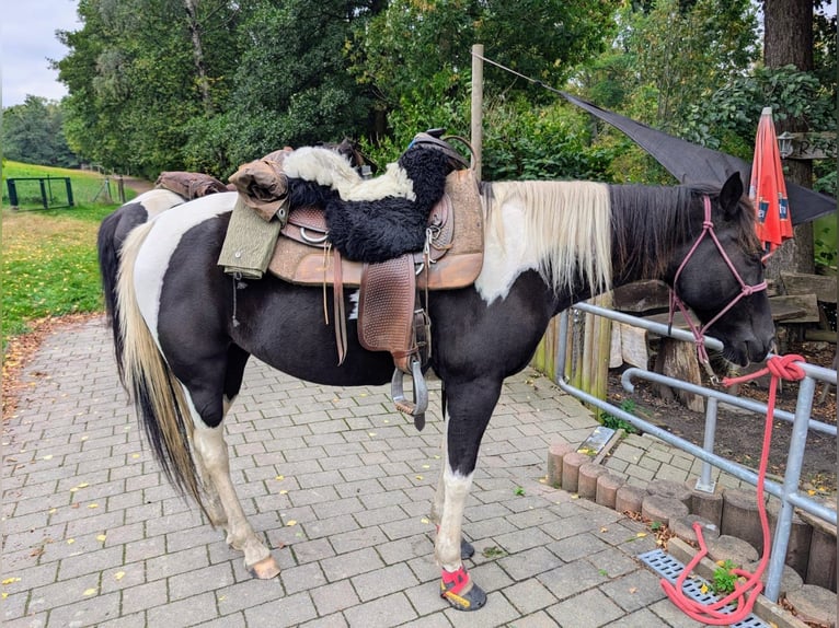 Irish Sport Horse Stute 9 Jahre 158 cm Tobiano-alle-Farben in Wilsdruff