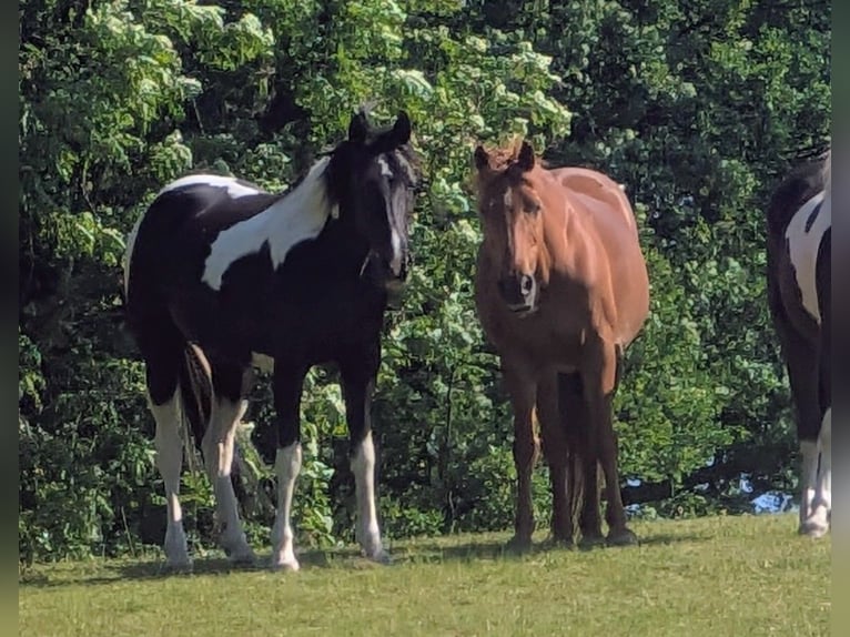 Irish Sport Horse Stute 9 Jahre 158 cm Tobiano-alle-Farben in Wilsdruff