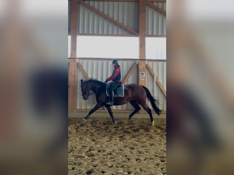 Irish Sport Horse Stute 9 Jahre 160 cm Brauner in Rottweil