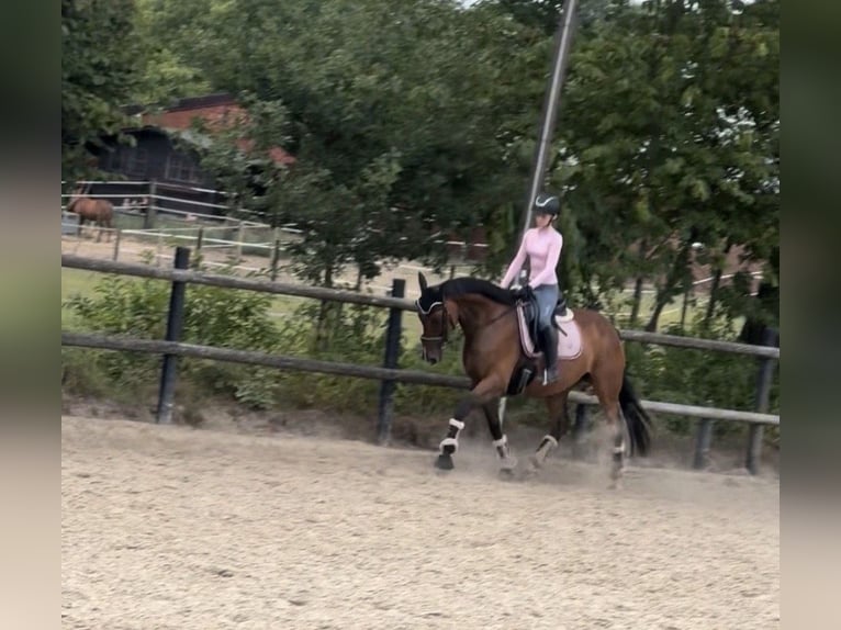 Irish Sport Horse Stute 9 Jahre 160 cm Brauner in Bottrop