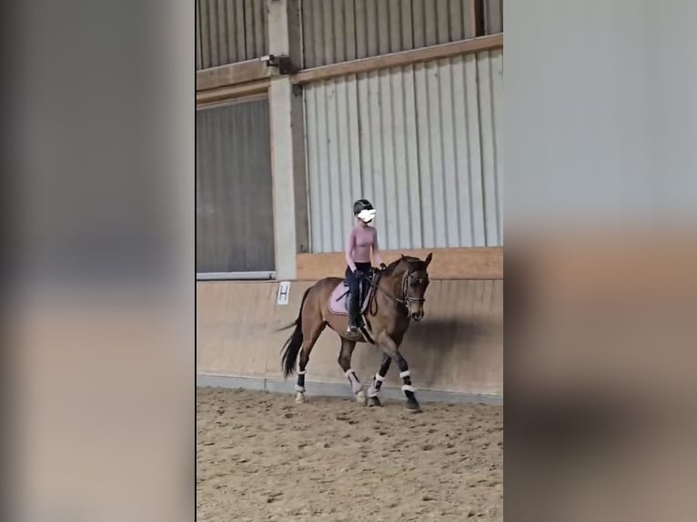 Irish Sport Horse Stute 9 Jahre 160 cm Brauner in Bottrop