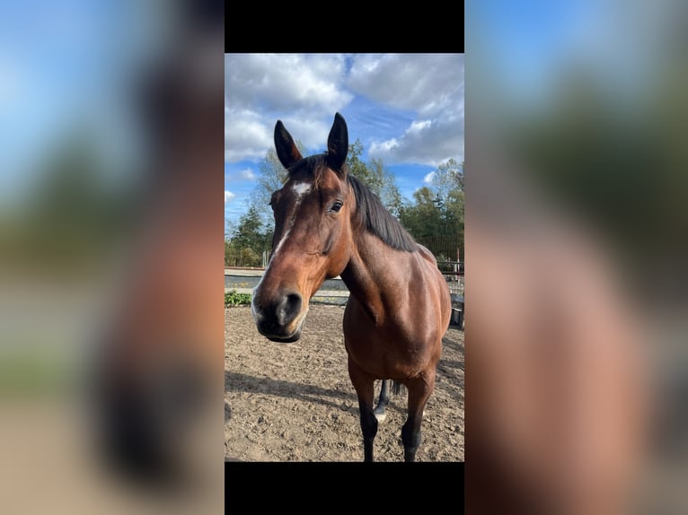 Irish Sport Horse Stute 9 Jahre 160 cm Brauner in Halfweg