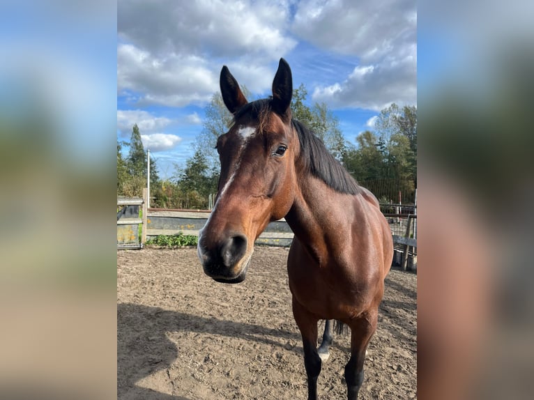 Irish Sport Horse Stute 9 Jahre 160 cm Brauner in Halfweg
