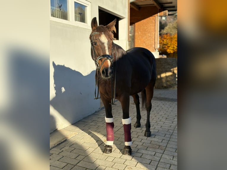 Irish Sport Horse Stute 9 Jahre 160 cm Dunkelbrauner in Gummern