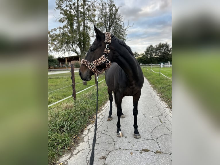Irish Sport Horse Stute 9 Jahre 160 cm Dunkelbrauner in Korschenbroich