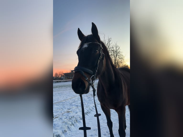 Irish Sport Horse Stute 9 Jahre 160 cm Dunkelbrauner in Korschenbroich