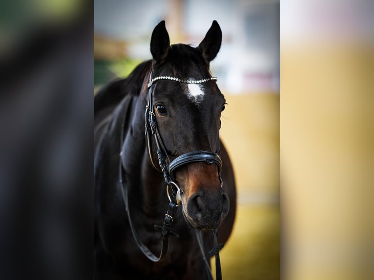 Irish Sport Horse Stute 9 Jahre 160 cm Dunkelbrauner in Korschenbroich