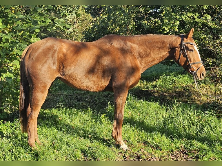 Irish Sport Horse Stute 9 Jahre 160 cm Fuchs in Nettetal