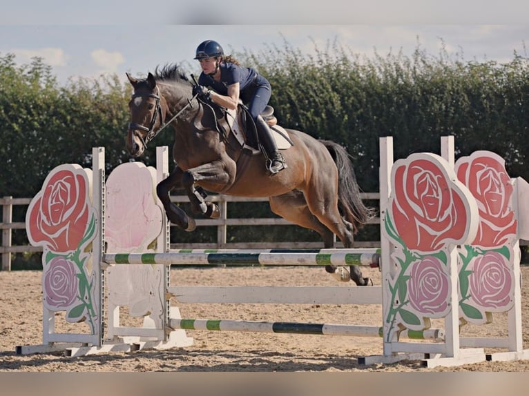 Irish Sport Horse Stute 9 Jahre 161 cm Rotbrauner in grantham, lincs