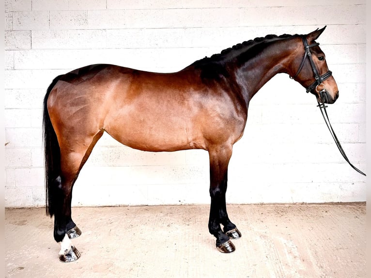 Irish Sport Horse Stute 9 Jahre 161 cm Rotbrauner in grantham, lincs