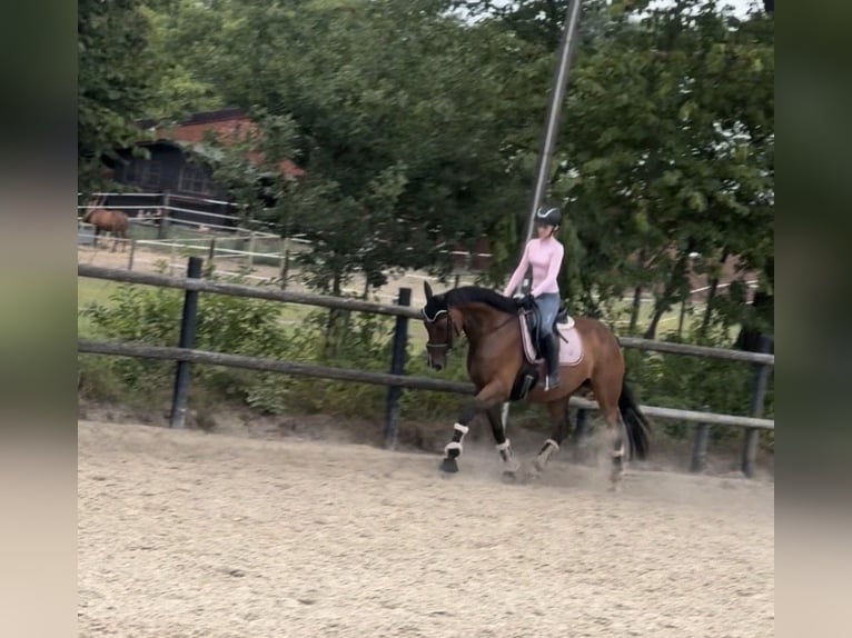 Irish Sport Horse Stute 9 Jahre 163 cm Brauner in Bottrop