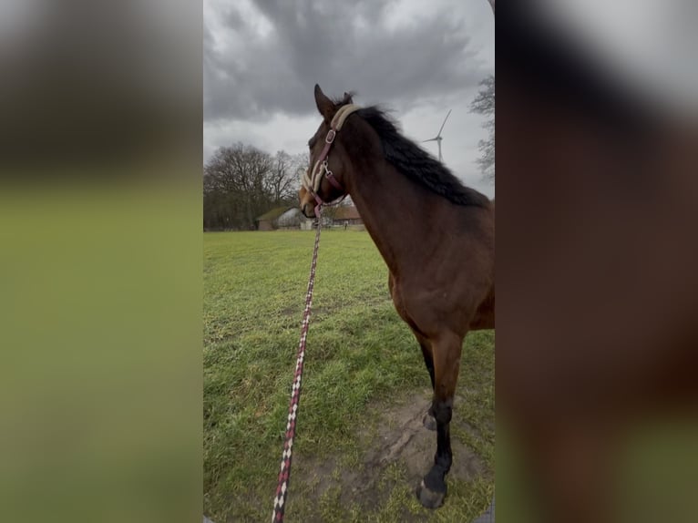 Irish Sport Horse Stute 9 Jahre 163 cm Brauner in Bottrop