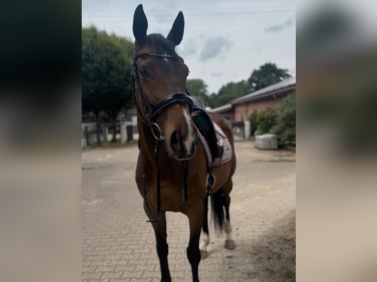 Irish Sport Horse Stute 9 Jahre 163 cm Brauner in Bottrop