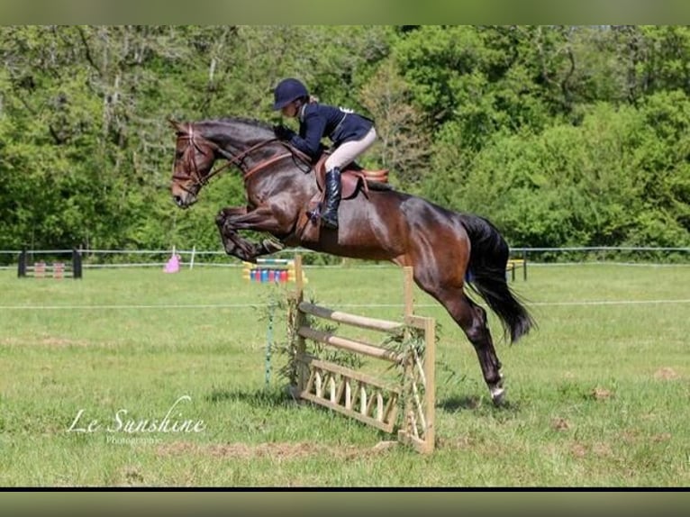 Irish Sport Horse Stute 9 Jahre 163 cm Dunkelbrauner in Champagne Saint Hilaire