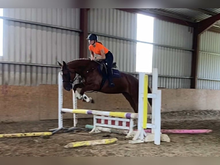 Irish Sport Horse Stute 9 Jahre 163 cm Dunkelfuchs in Sligo