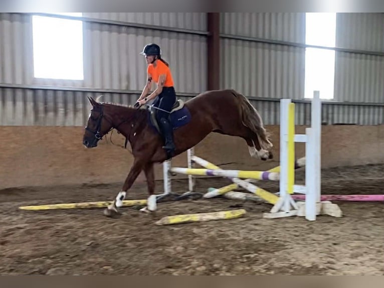 Irish Sport Horse Stute 9 Jahre 163 cm Dunkelfuchs in Sligo