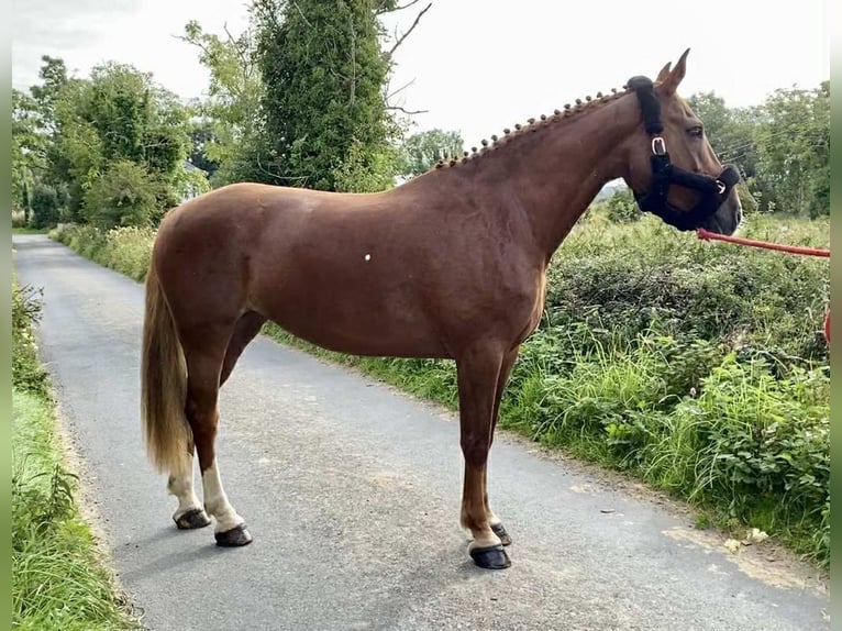 Irish Sport Horse Stute 9 Jahre 163 cm Dunkelfuchs in Sligo
