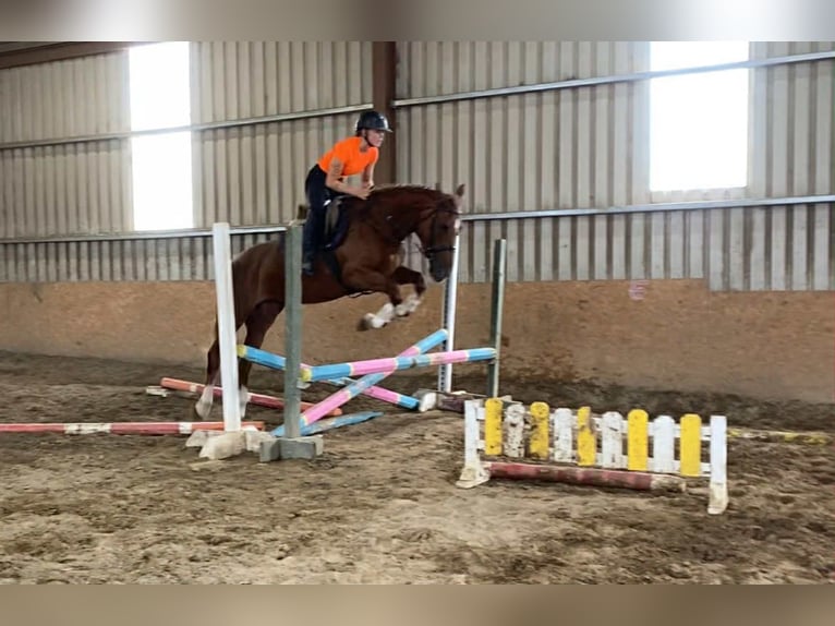 Irish Sport Horse Stute 9 Jahre 163 cm Dunkelfuchs in Sligo