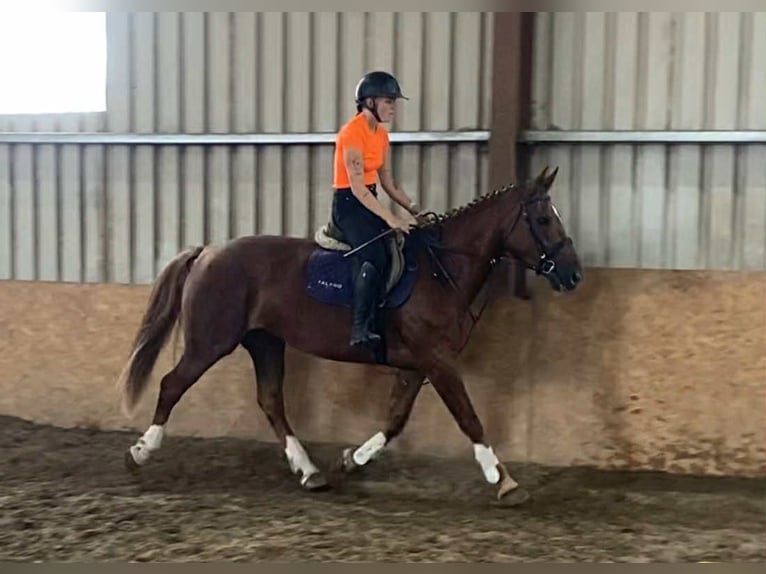 Irish Sport Horse Stute 9 Jahre 163 cm Dunkelfuchs in Sligo