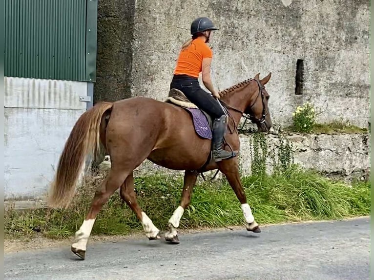 Irish Sport Horse Stute 9 Jahre 163 cm Dunkelfuchs in Sligo