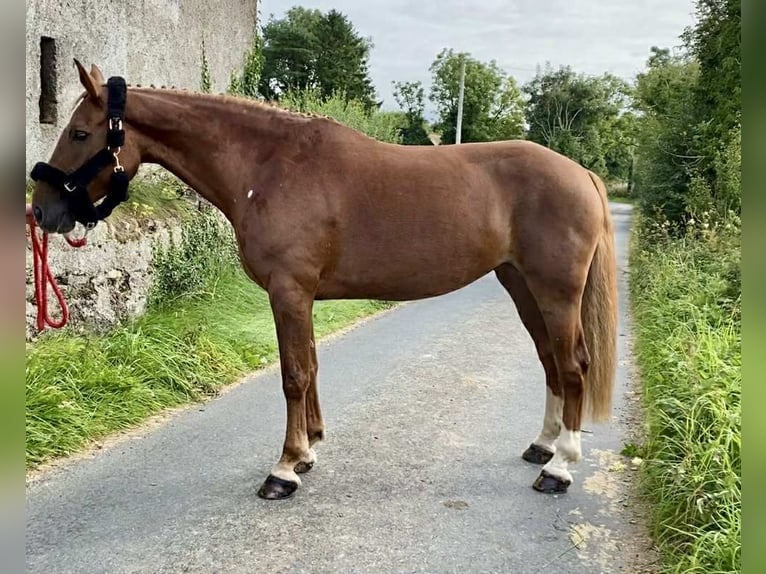 Irish Sport Horse Stute 9 Jahre 163 cm Dunkelfuchs in Sligo