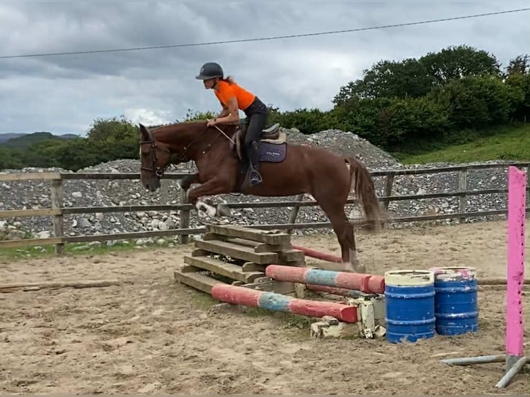 Irish Sport Horse Stute 9 Jahre 163 cm Dunkelfuchs in Sligo