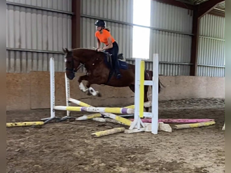 Irish Sport Horse Stute 9 Jahre 163 cm Dunkelfuchs in Sligo