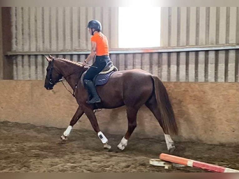 Irish Sport Horse Stute 9 Jahre 163 cm Dunkelfuchs in Sligo