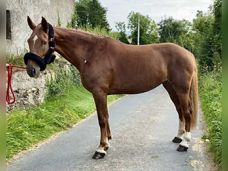 Irish Sport Horse Stute 9 Jahre 163 cm Dunkelfuchs in Sligo