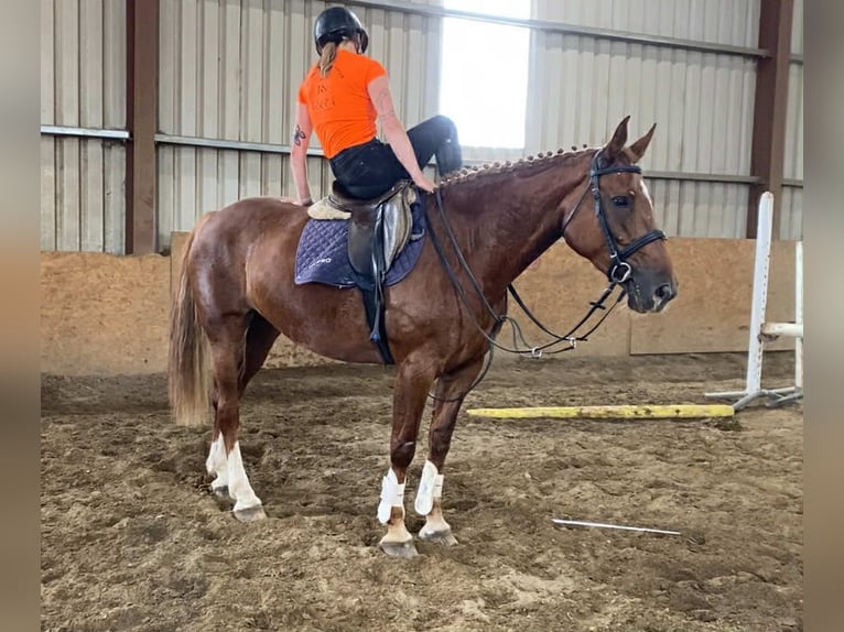 Irish Sport Horse Stute 9 Jahre 163 cm Dunkelfuchs in Sligo