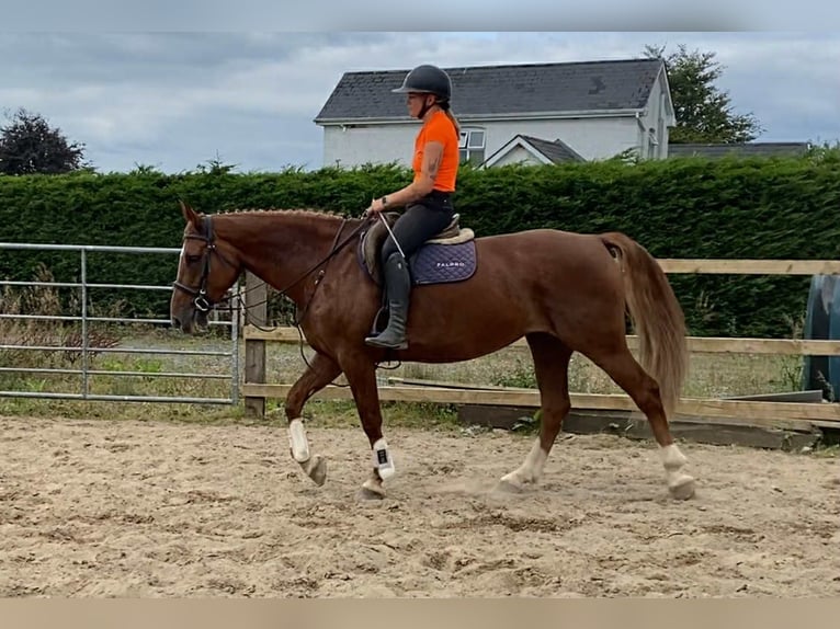 Irish Sport Horse Stute 9 Jahre 163 cm Dunkelfuchs in Sligo
