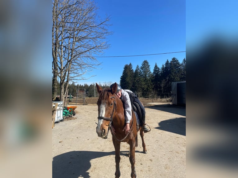 Irish Sport Horse Stute 9 Jahre 163 cm Fuchs in Illertissen