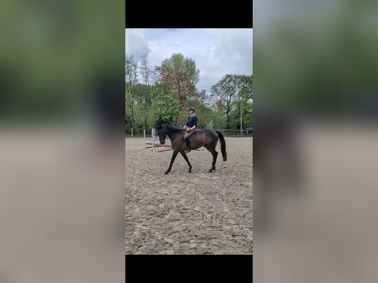 Irish Sport Horse Stute 9 Jahre 164 cm Brauner in Ganderkesee