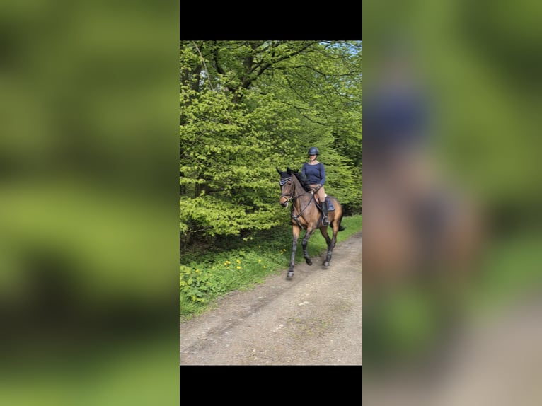 Irish Sport Horse Stute 9 Jahre 164 cm Brauner in Ganderkesee